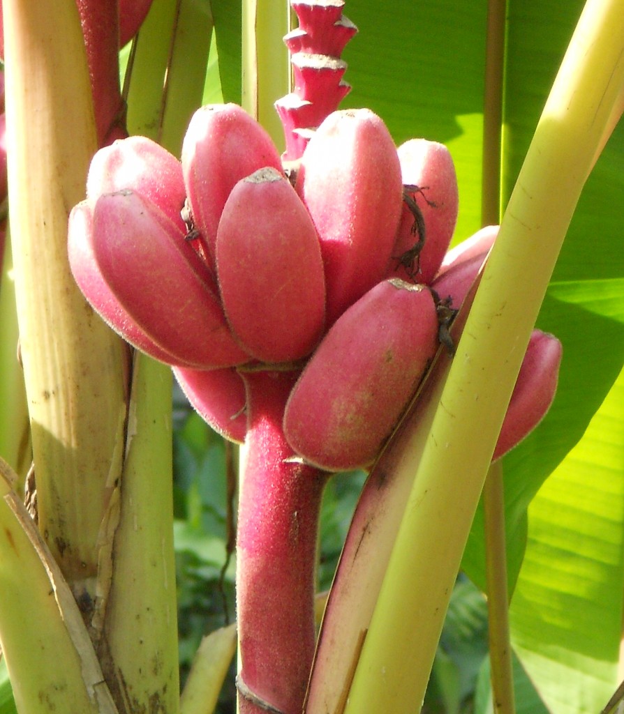 Plaintain or Bannana