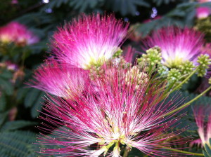 Mimosa Flower (he huan hua) and bark (he huan pi) are two common herbs used to treat depression.